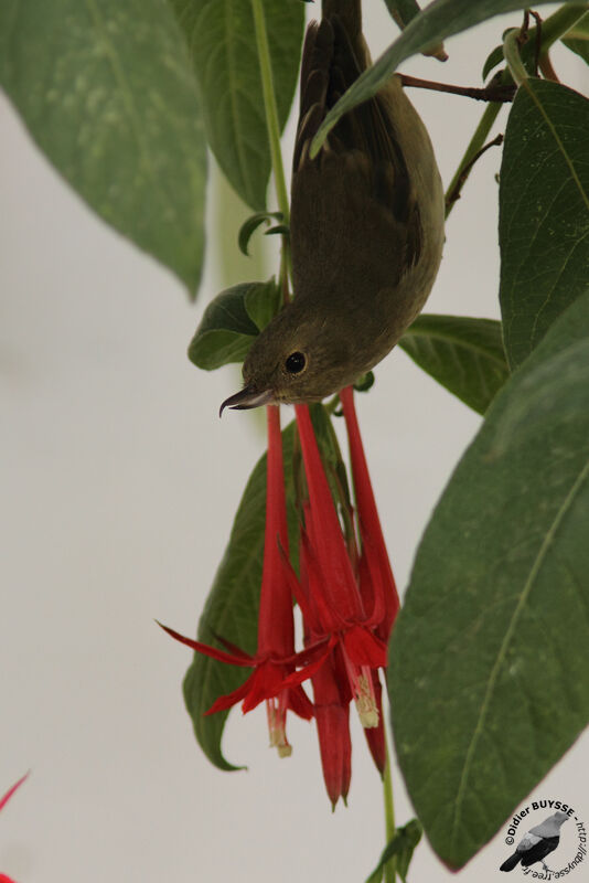 Black-throated Flowerpiercer female juvenile, identification