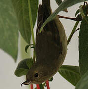 Black-throated Flowerpiercer