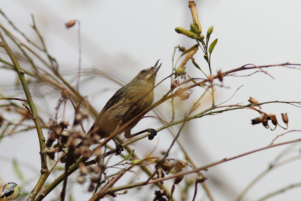 Black-throated Flowerpiercer female juvenile, identification