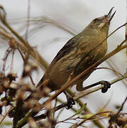 Black-throated Flowerpiercer