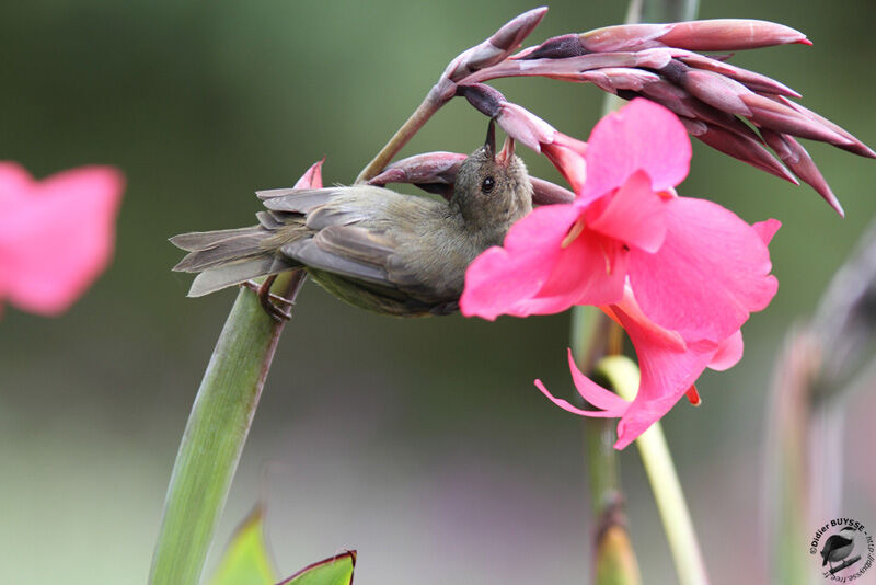 Slaty Flowerpiercer female adult, identification, feeding habits, Behaviour