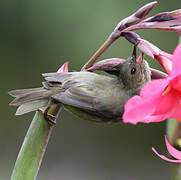 Slaty Flowerpiercer