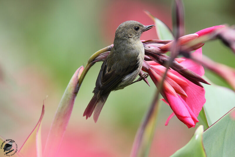 Slaty Flowerpiercer female adult, Behaviour