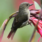 Slaty Flowerpiercer