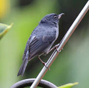 Slaty Flowerpiercer