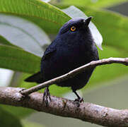 Golden-eyed Flowerpiercer