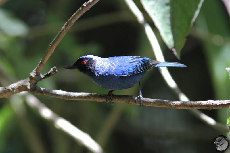 Masked Flowerpierceradult, identification