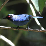 Masked Flowerpiercer