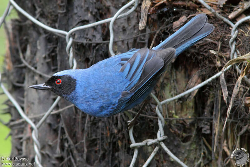 Masked Flowerpierceradult, identification