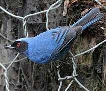 Masked Flowerpiercer