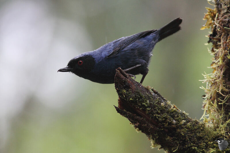 Masked Flowerpierceradult, identification