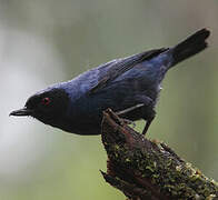 Masked Flowerpiercer