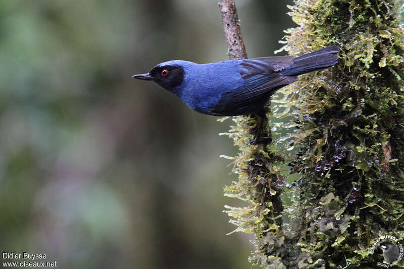 Masked Flowerpierceradult, pigmentation, Behaviour