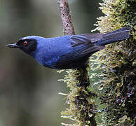 Masked Flowerpiercer