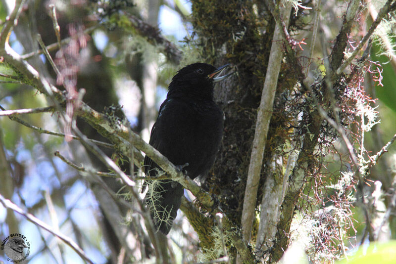 Black Flowerpiercer male adult, identification, song