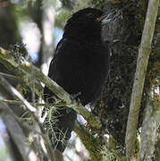 Black Flowerpiercer