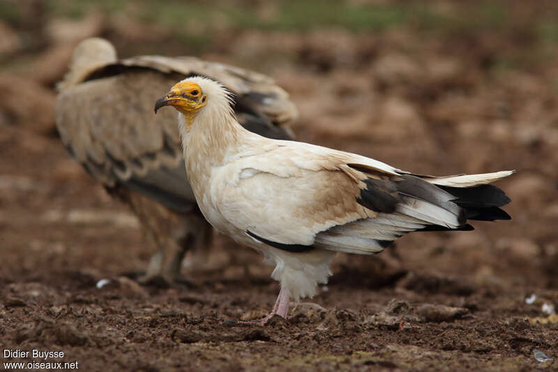 Egyptian Vultureadult, identification