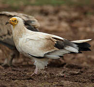 Egyptian Vulture