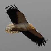 Egyptian Vulture