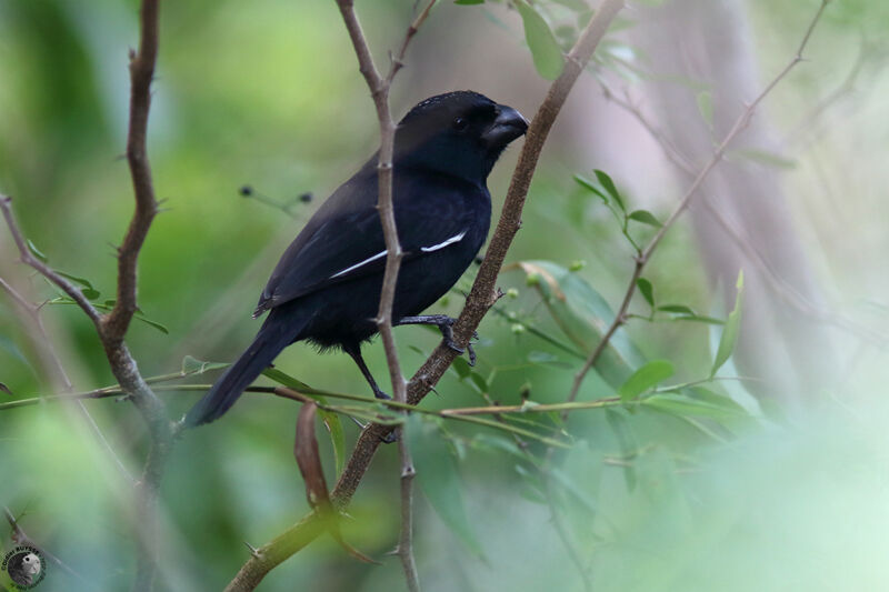 Pèrenoir négrito adulte, identification