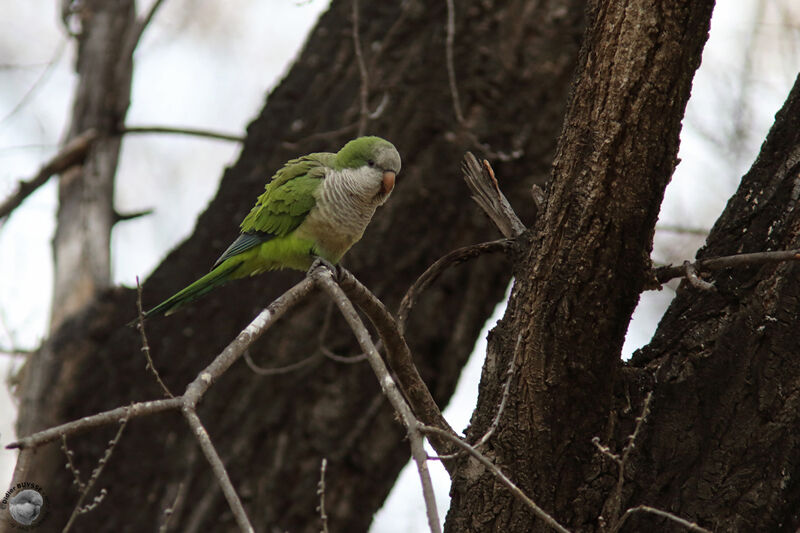 Perriche veuve, identification