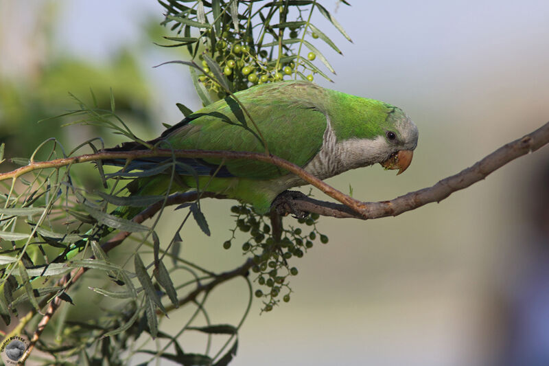 Monk Parakeetadult, identification, eats