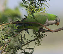 Monk Parakeet