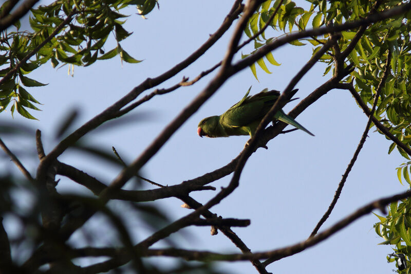 Rose-ringed Parakeetadult, identification