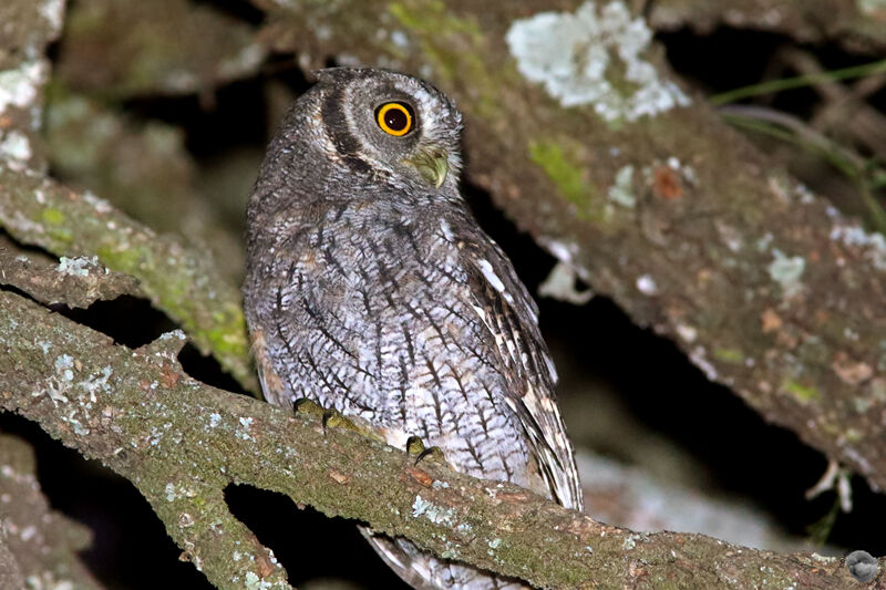 Tropical Screech Owladult, identification