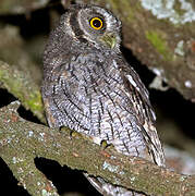 Tropical Screech Owl