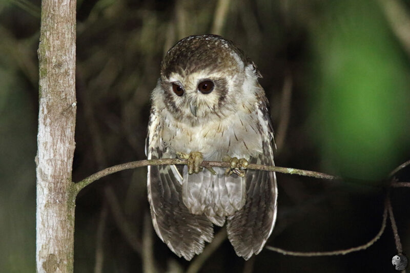 Petit-duc de Cubaadulte, identification, pêche/chasse