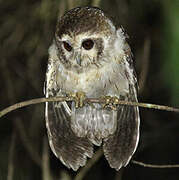 Bare-legged Owl