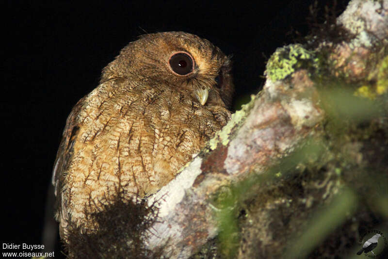 Petit-duc de Salvinadulte, identification