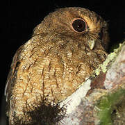 Rufescent Screech Owl