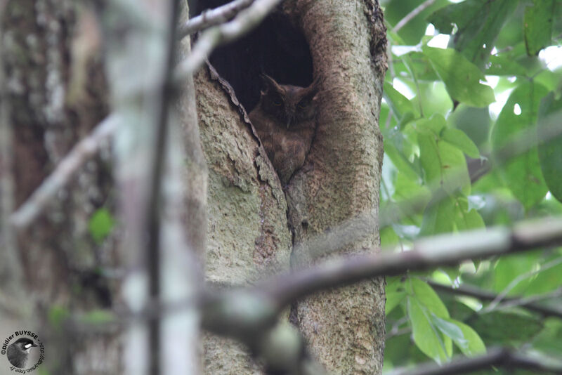 Petit-duc de Watson1ère année, identification