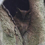 Tawny-bellied Screech Owl