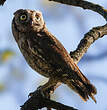 Petit-duc scops