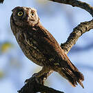 Petit-duc scops