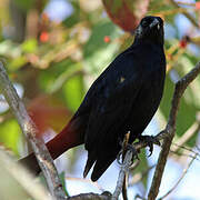 Tawny-shouldered Blackbird