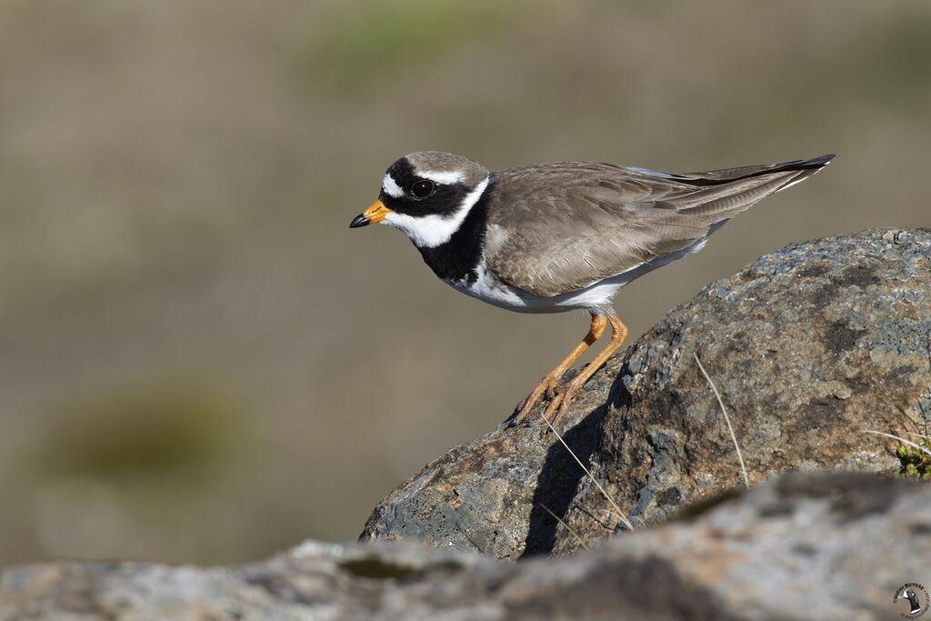 Little Ringed Ploveradult breeding