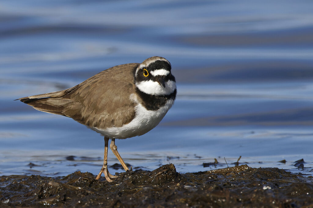 Little Ringed Ploveradult