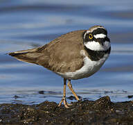 Little Ringed Plover