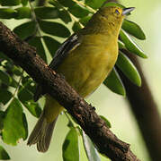 Common Iora