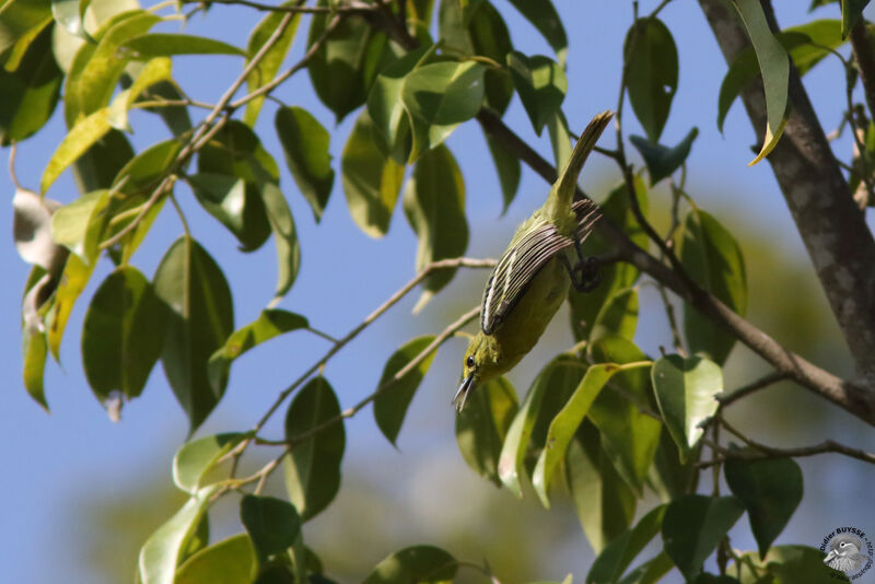 Common Ioraadult, identification