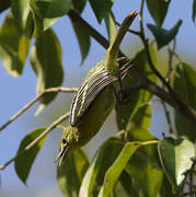 Common Iora