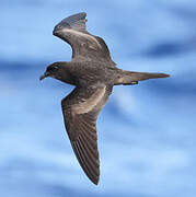 Bulwer's Petrel