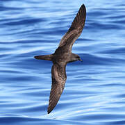 Bulwer's Petrel