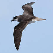 Desertas Petrel