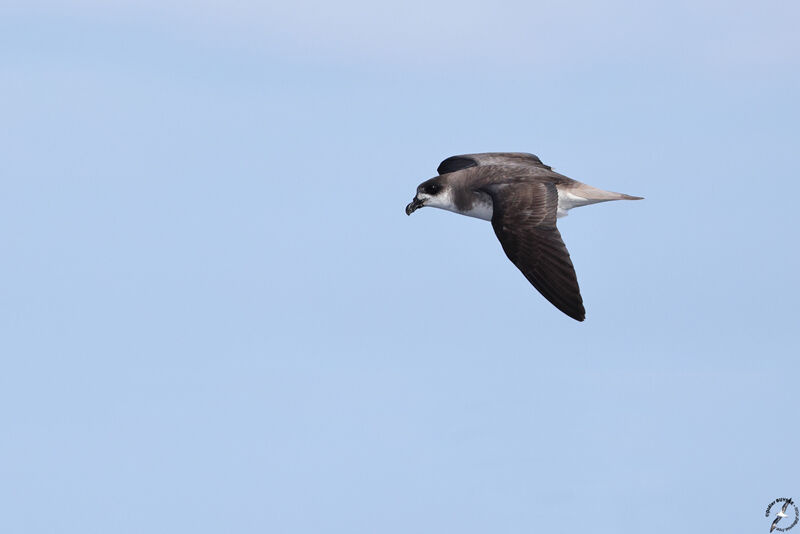 Desertas Petrel