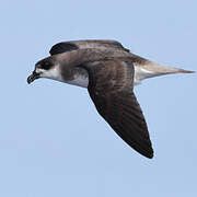 Desertas Petrel